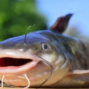 Kandungan Ikan Lele dan Manfaatnya Untuk Tubuh