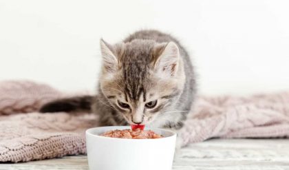 Memberikan Makanan Kucing Kecil yang Tepat